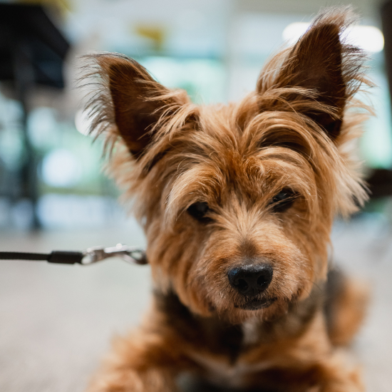 Craft team member dog posing for a photo