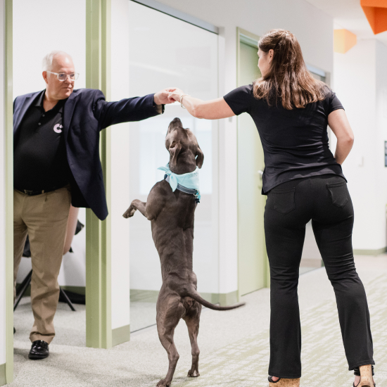 Two Craft team members fist bumping in the office with a dog playing between them